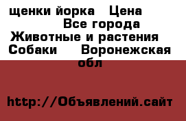 щенки йорка › Цена ­ 15 000 - Все города Животные и растения » Собаки   . Воронежская обл.